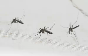 Confirman 31 nuevos casos de dengue en el país y suman 622 los contagios totales de la enfermedad